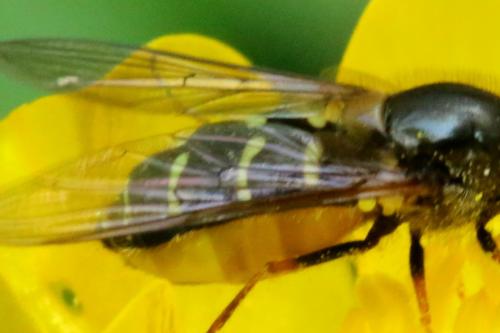Dasysyrphus pinastri